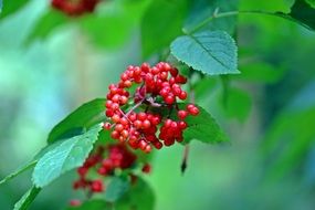 Red Elderberry fruits on branch