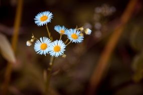 white Annual Fleabane closeup