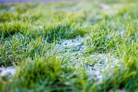 Close-up of the green grass on blurred background