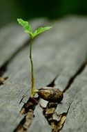 small green sprout among the wood