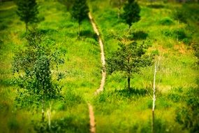 landscape of path on green hillside