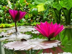 two bright pink water lilies on the water