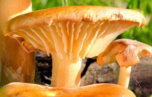 Mushroom Toadstool macro