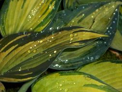 raindrops on a plant with large leaves close-up