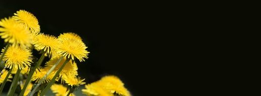 dandelion yellow flowers bouquete