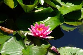 breathtaking pink Water Lily
