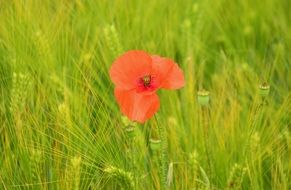 red poppy among a bright green field