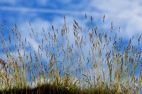 grass with the blue sky on the background