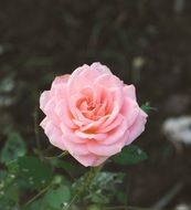 tender pink rose in the summer garden