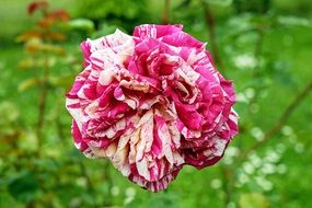 multicolored bush rose