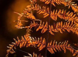 Brown foliage in autumn