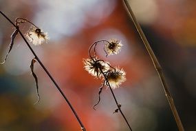 dried flower in autumn in Japan