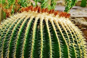 photo of a round prickly cactus