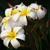 Plumeria white Flowers