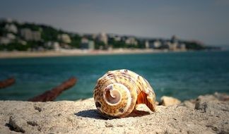 shell on a stone near the ocean