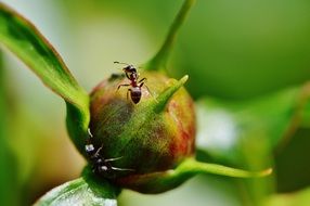 goosebumps on a green peony bud