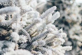 Frosty Pine Tree, detail