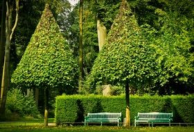 Landscape with the trees in the park