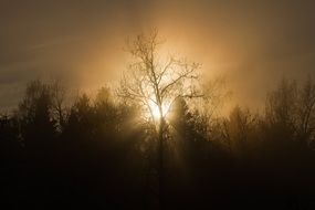 silhouettes of trees in the fog in the forest