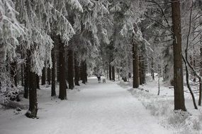 Beauty Wintry forest