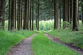 Hiking on the path in the forest