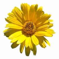 isolated yellow flower