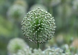 Macro photo of flower ball in a botanical garden