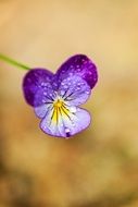 delicate purple violet flower close-up