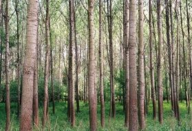 tall smooth trees in the forest