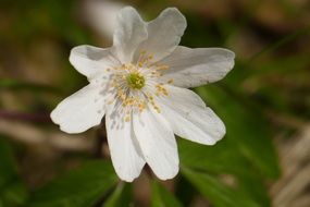 white forest anemone close up