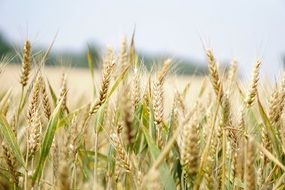 landscape of field of cereals in summer