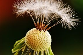 dandelion seeds after the rain