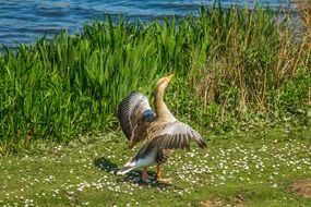Goose Spring Lake