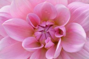 Close up photo of pink dahlia flower