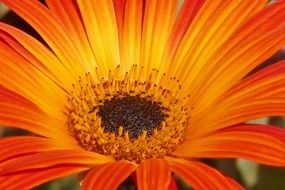 close-up photo of bright orange daisy