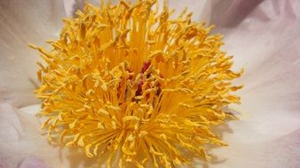 yellow Flower Center