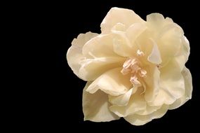 Closeup Picture of Tulip Blossom
