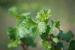 green currant leaves on a bush