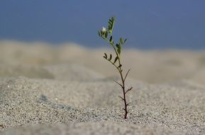 tree sprout on the ground