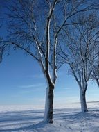 trees covered by snow