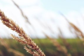 golden ear of wheat on a cloudy background