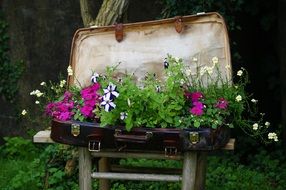 delightful beauty Luggage Plant