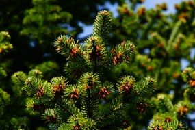 Macro photo of pine needles on a tree branch