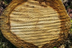 tree rings on a tree closeup