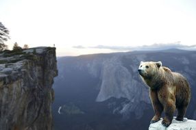 Bear on mountain clipart