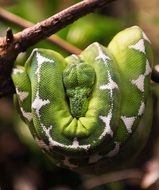 green snake with white stains on a tree close-up