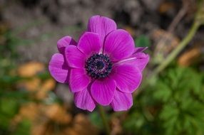 beautiful purple flower outdoors