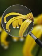 Photo of yellow bud through a magnifying glass