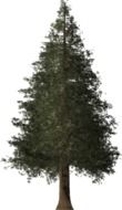 Drawing of the green pine on a white background