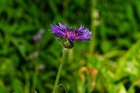 close-up photo of purple flower in a green meadow